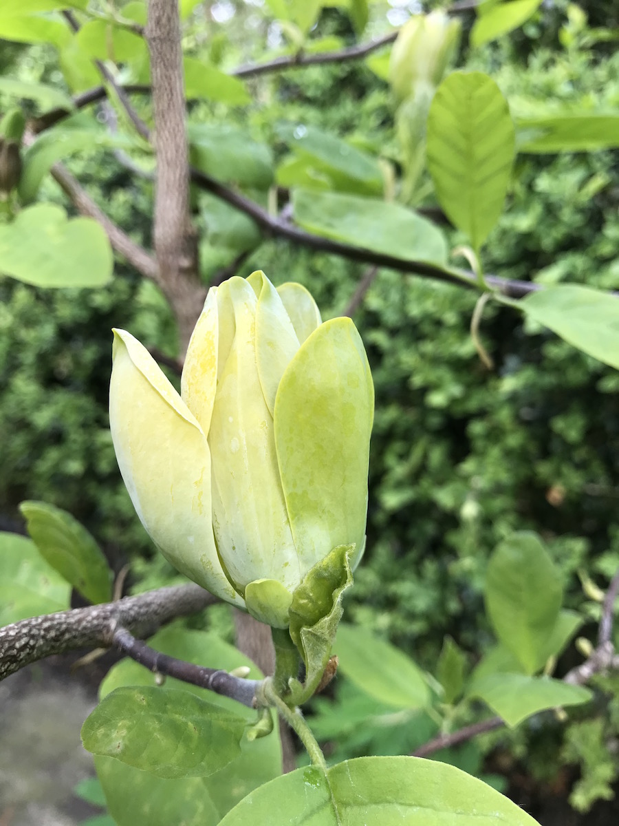 acuminata Blue Opal